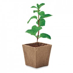 MINT KIT Menta ültetőkészlet